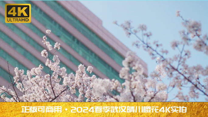 2024春季湖北武汉晴川饭店樱花4K实拍