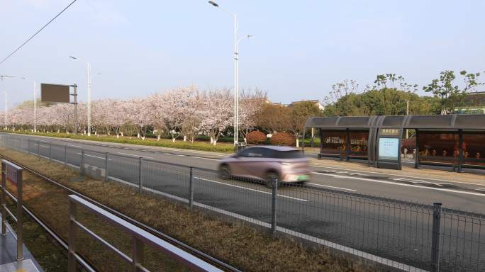 清晨苏州樱花大道春天美景 樱花绽放