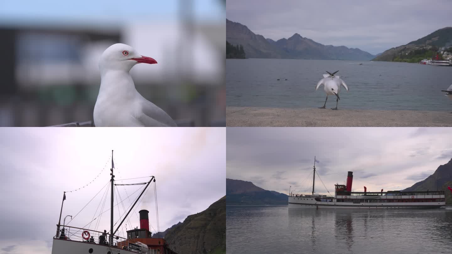 新西兰鸽子-蒸汽船空镜