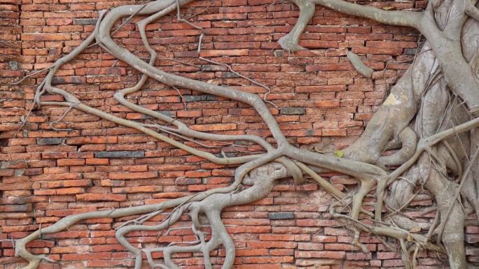 古老砖墙上的树根