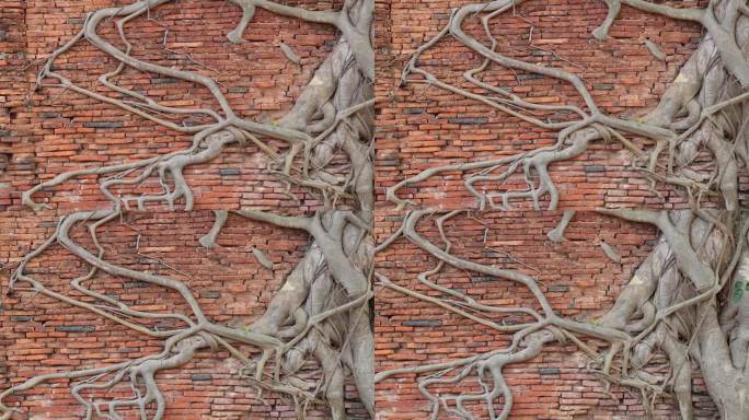 古老砖墙上的树根