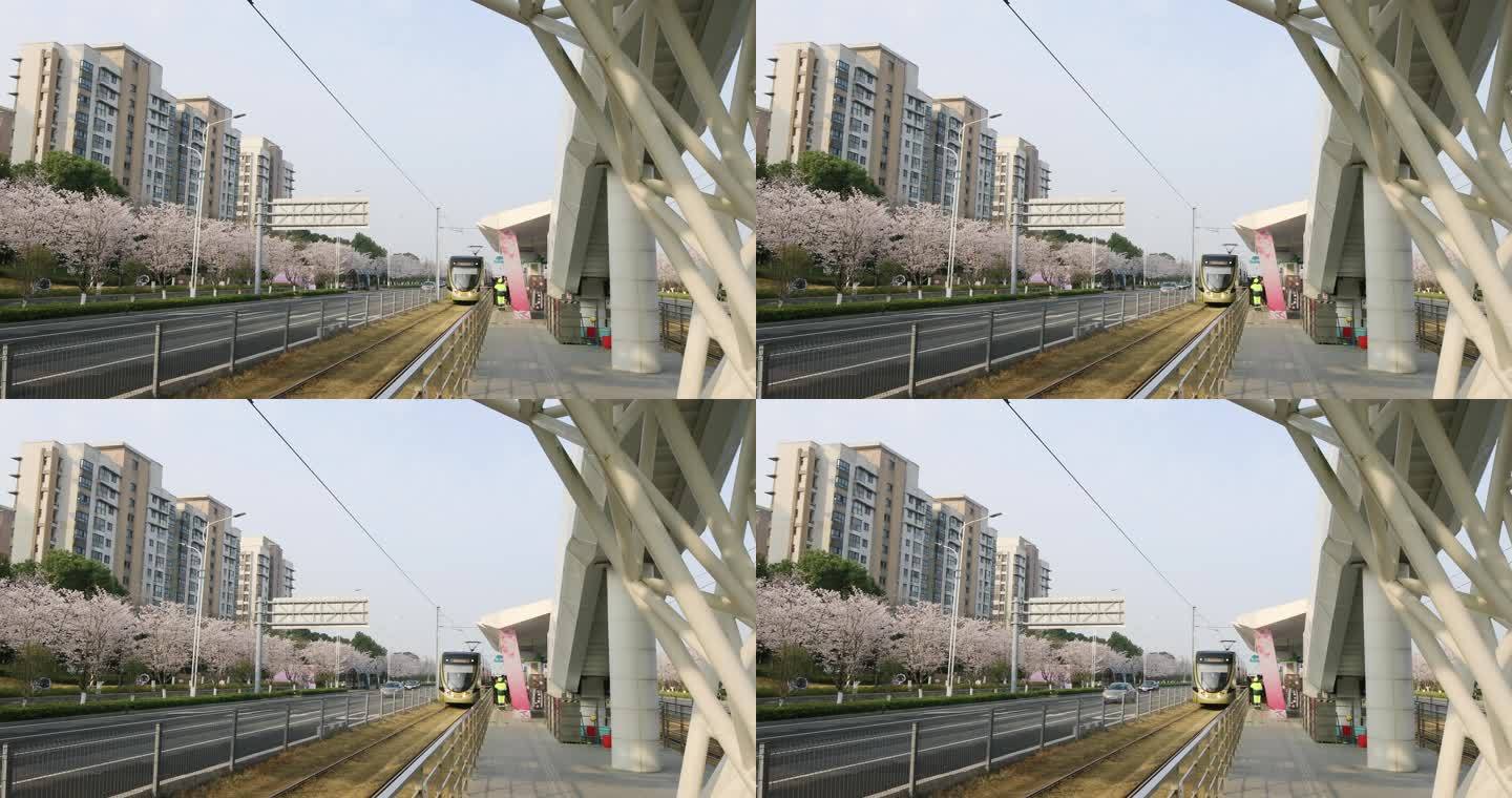 清晨苏州樱花大道樱花盛开行使的有轨电车