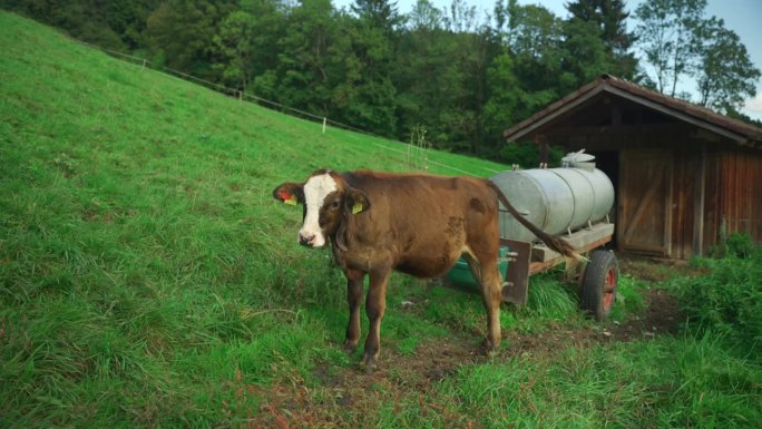 农场里有一头棕色和白色的小牛。主题为农业、农牧业德国。小屋旁牧场上的小母牛。奶牛在农舍外的田野里生孩
