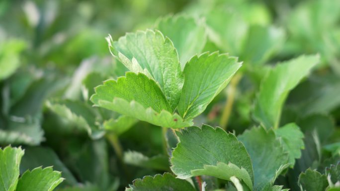 4k大棚里草莓种植