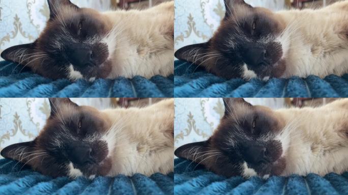 昏昏欲睡的泰国暹罗猫在床上打呼噜