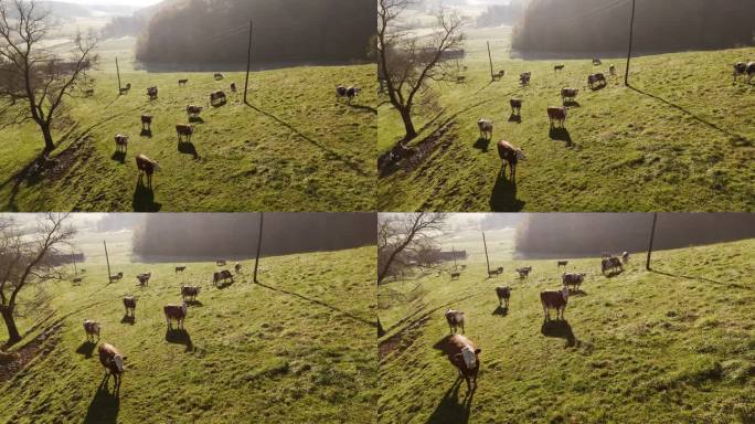 无人机拍摄的一群奶牛在绿色的乡村山丘上吃草