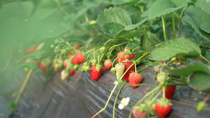 4k大棚里草莓种植