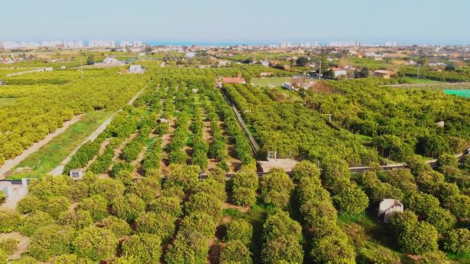 橙树和柠檬树种植园。在西班牙种植绿色柑橘树