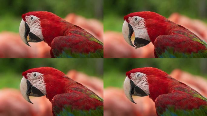 快乐的红绿金刚鹦鹉(ara chloropterus)，舌头咔嗒作响，寻求关注，特写镜头捕捉物种的头