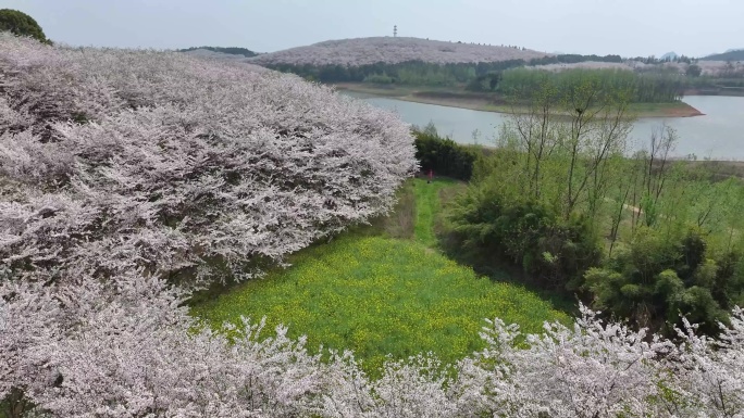 贵州万亩樱花海平坝万亩樱花园油菜花4K