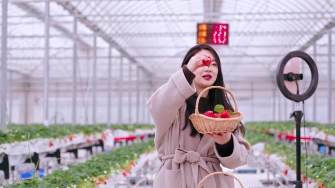 美女在草莓温室大棚里直播卖草莓