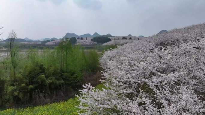 贵州万亩樱花海平坝万亩樱花园油菜花