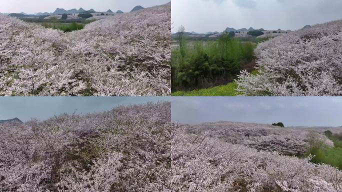 贵州万亩樱花海平坝万亩樱花园油菜花