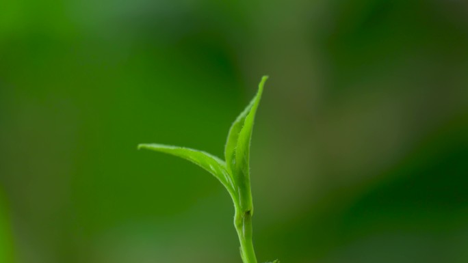 树枝发芽延时