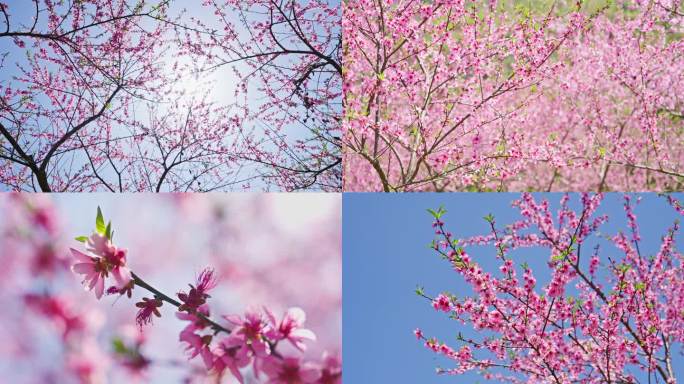 春天春分桃树桃花盛开特写桃树林桃花飘落