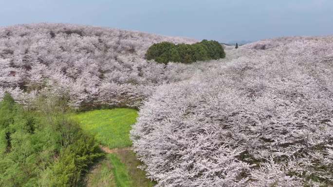 贵州万亩樱花海平坝万亩樱花园油菜花4K