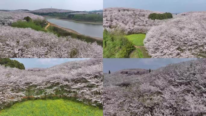 贵州万亩樱花海平坝万亩樱花园油菜花4K