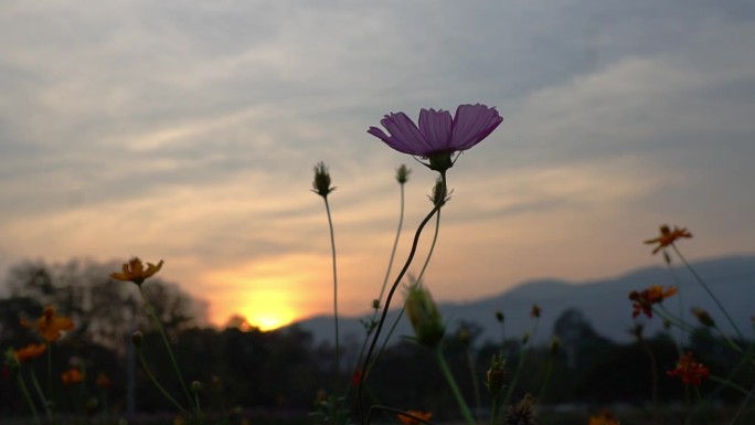 花园里的日落景色：泰国、黄昏、