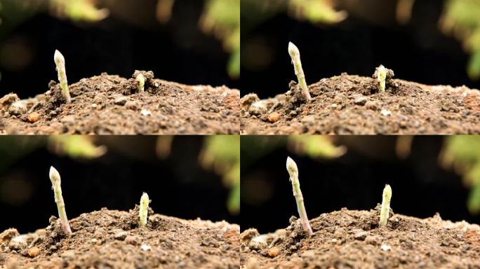 芦笋破土而出4K高清实拍植物生长延时