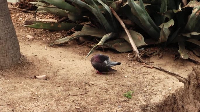 加利福尼亚圣莫尼卡仙人掌植物的鸽子梳理