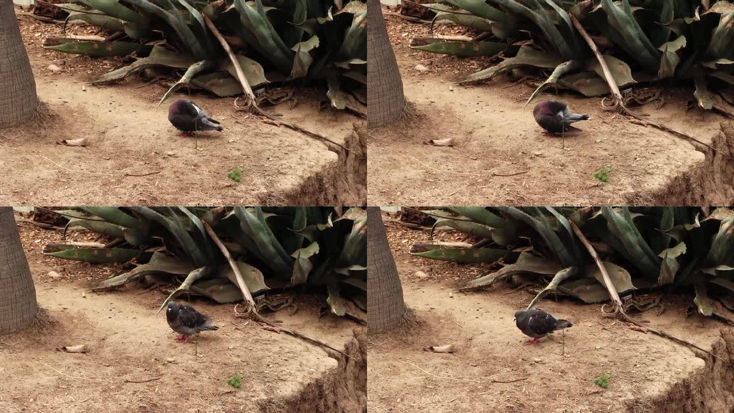 加利福尼亚圣莫尼卡仙人掌植物的鸽子梳理
