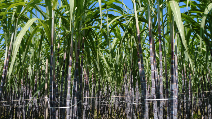 果蔗种植采收甘蔗特写镜头