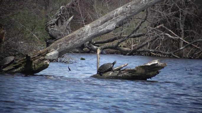 这只乌龟在卡内基湖的一棵死树上休息，小睡莲在水里叶子