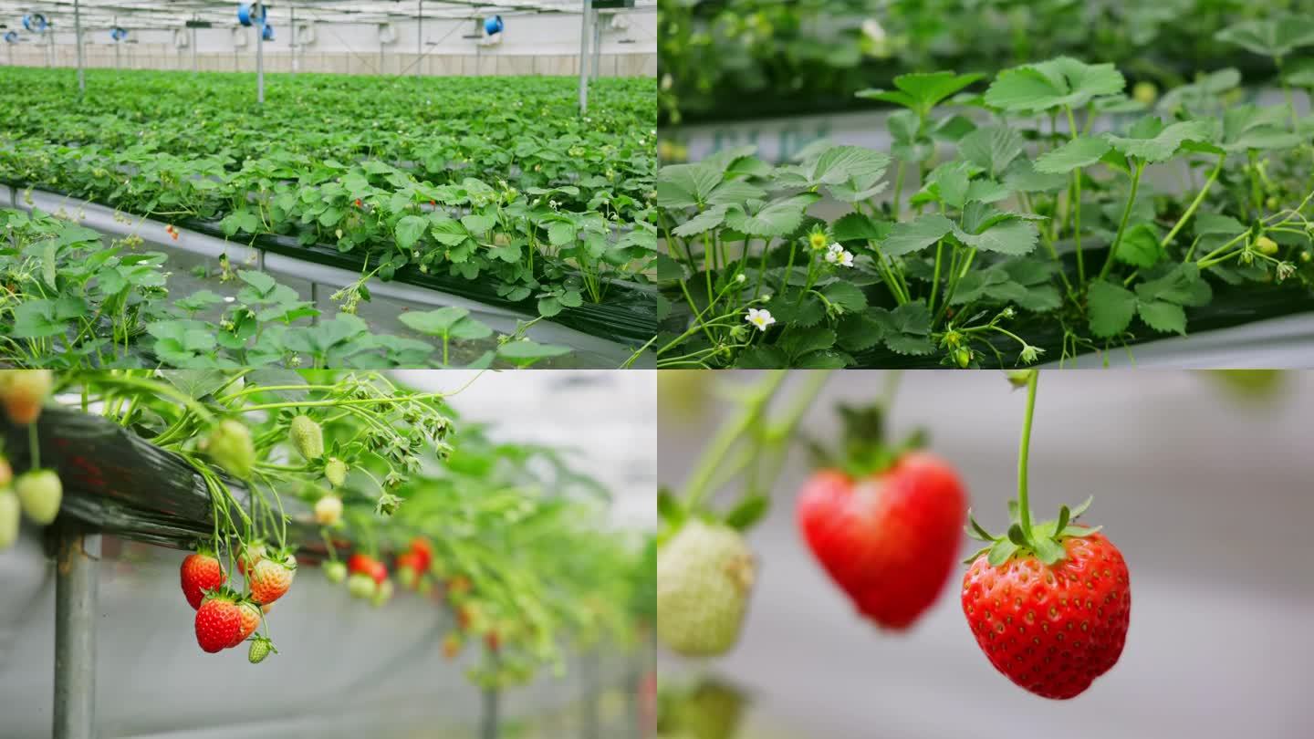 T0858草莓种植基地