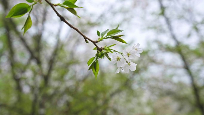 摆动的樱花