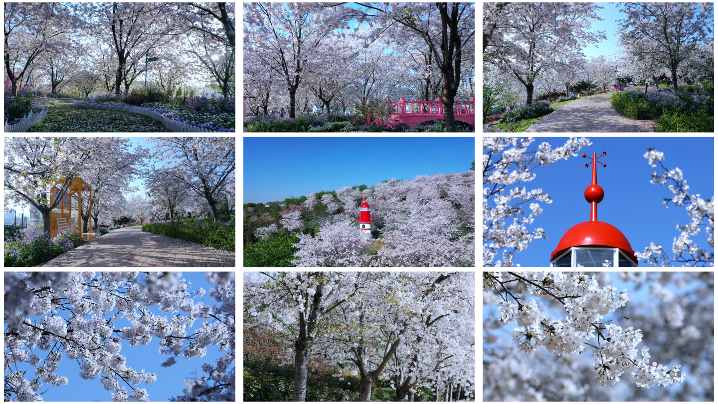 春天白樱盛开 花瓣飘落 花海蜜蜂灯塔