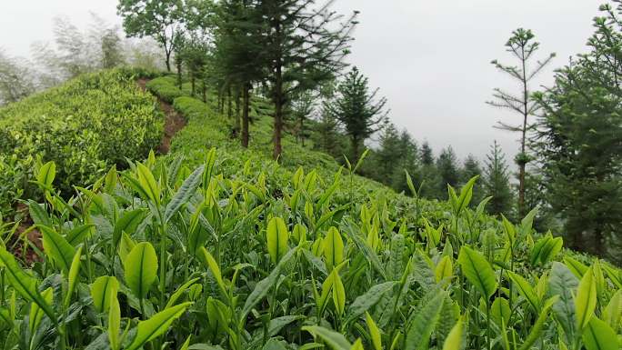 烟雨茶园茶叶绿茶六安瓜片六安茶谷茶园风光