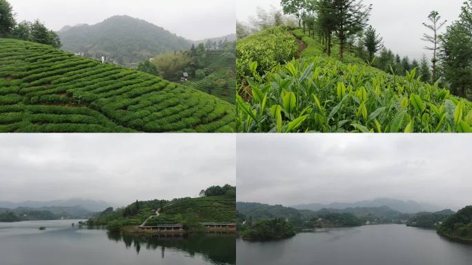 烟雨茶园茶叶绿茶六安瓜片六安茶谷茶园风光