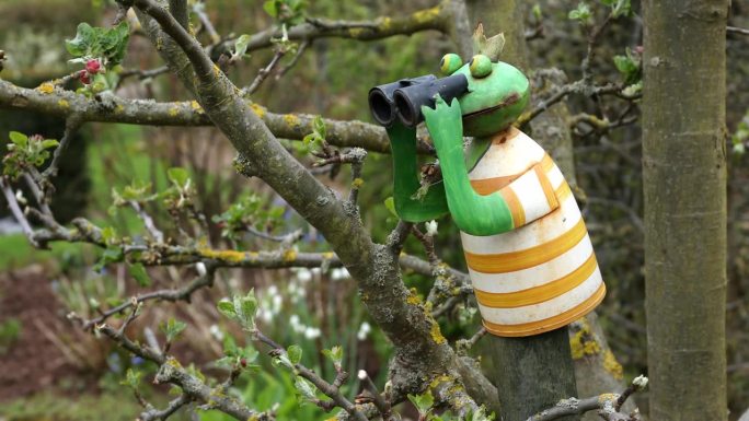 青蛙用一只远距离的虱子和锡t恤作为装饰，在花园的一棵树上以绿、橙、白三色装饰