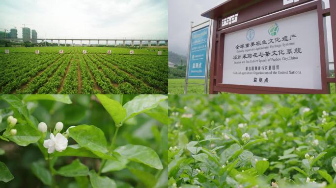 福州茉莉花基地