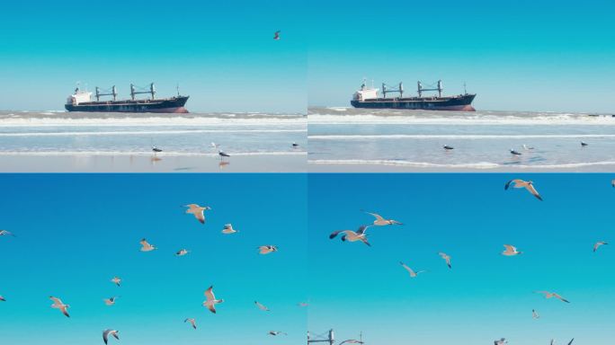威海布鲁威斯号海鸥海鸟海岸线生态蓝天4K