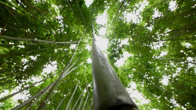 《自然工艺：竹林中的传统手工艺》