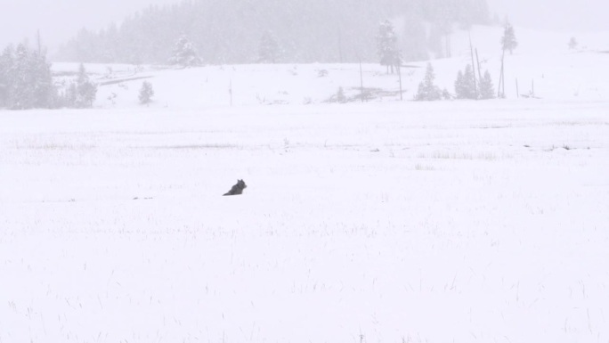 在黄石国家公园的草地上，独狼在厚厚的积雪中跳跃