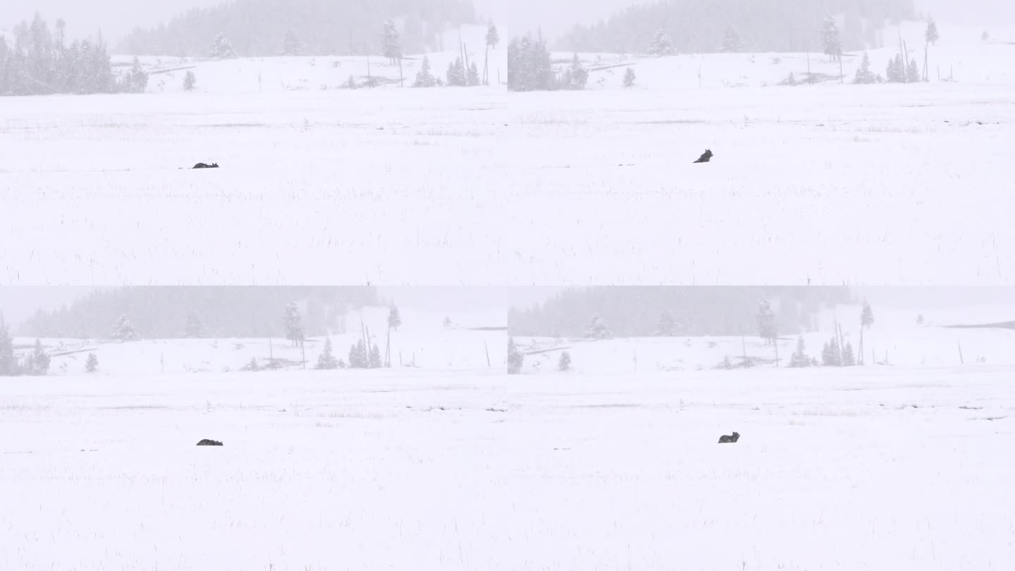 在黄石国家公园的草地上，独狼在厚厚的积雪中跳跃