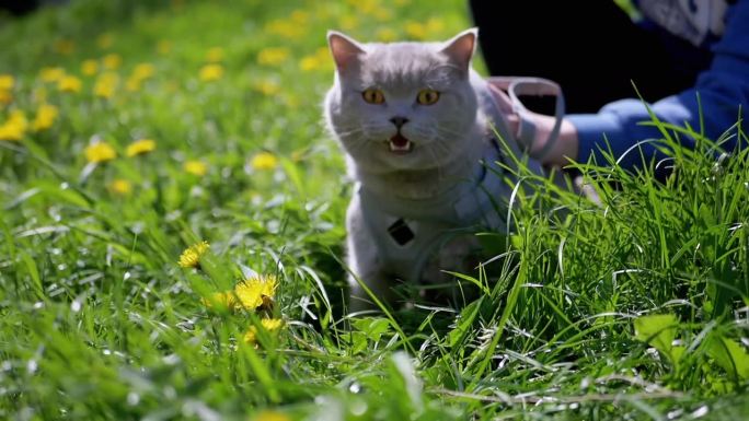 一个孩子抚摸着一只牵着皮带在户外草地上散步的英国家猫