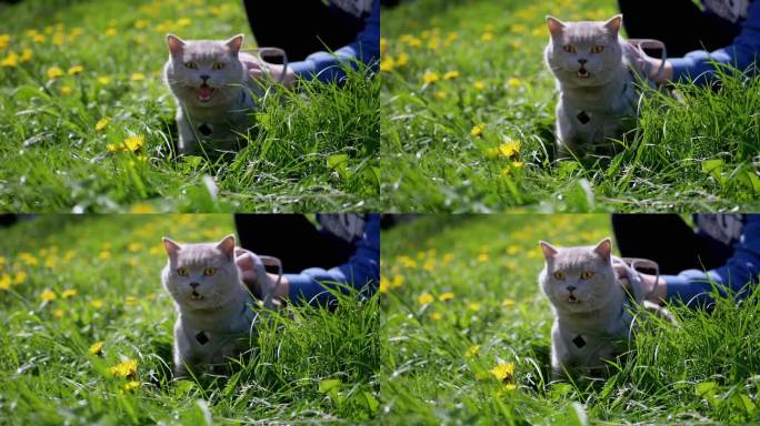 一个孩子抚摸着一只牵着皮带在户外草地上散步的英国家猫