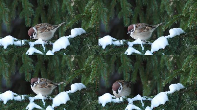 冬日里，爱沙尼亚乡下，一只可爱的小麻雀栖息在一根白雪皑皑的树枝上