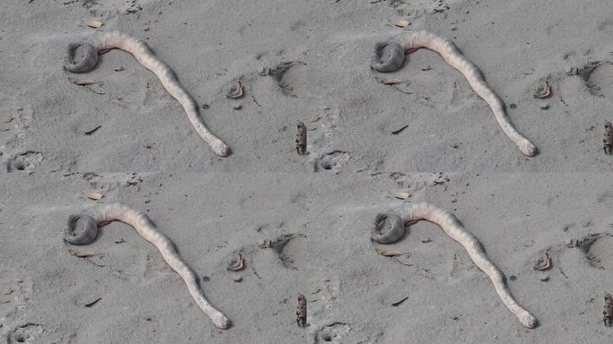 躺在沙滩上的水螅血吸虫或喙海蛇被渔民的渔网咬伤。