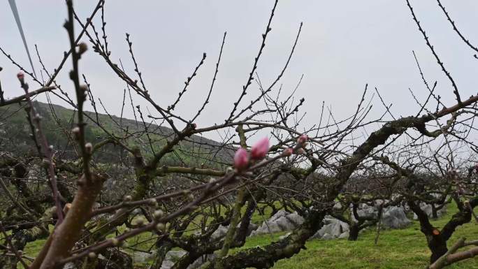 春天 桃花园 桃花 含苞待放 花枝 生长