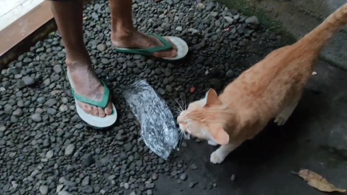 胖胖的橙色猫在猎鸟