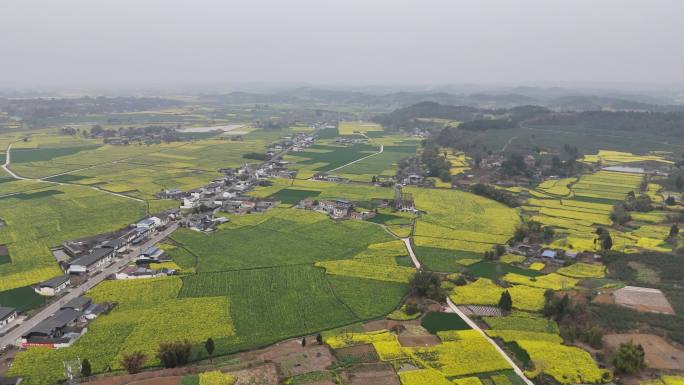 德阳调元镇顺河村油菜花