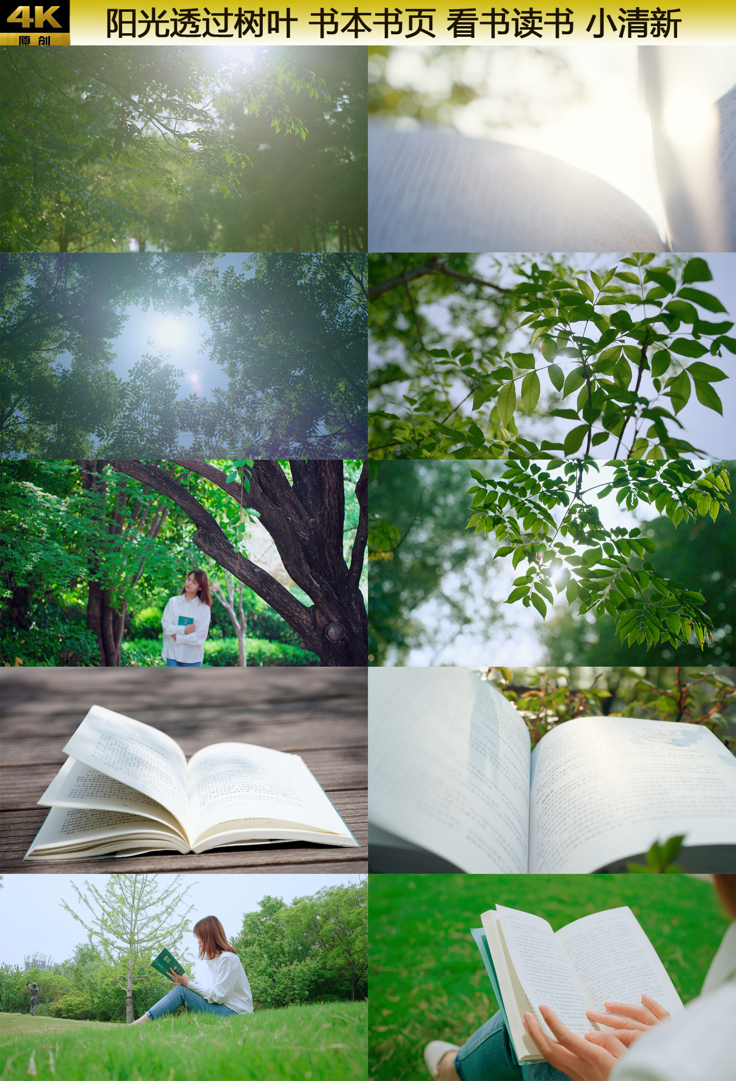 阳光透过树叶 书本书页 看书读书 小清新