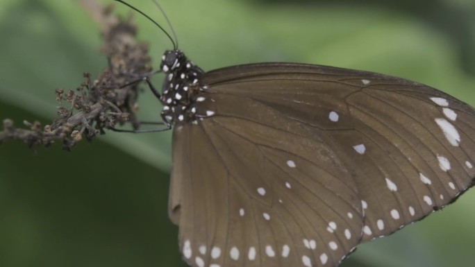 棕色乌鸦王蝴蝶在干燥植物上的特写，背景模糊