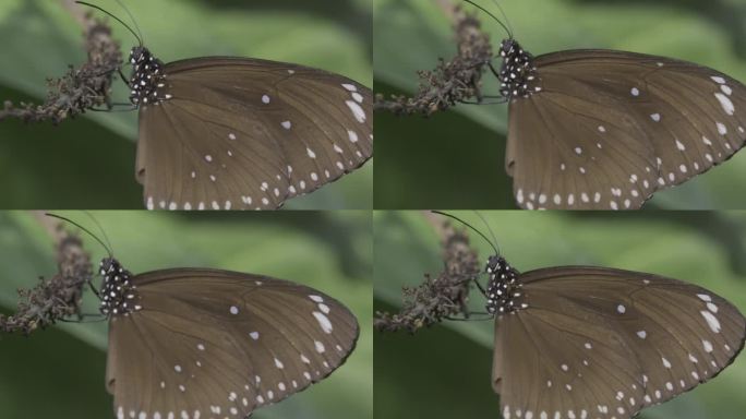 棕色乌鸦王蝴蝶在干燥植物上的特写，背景模糊