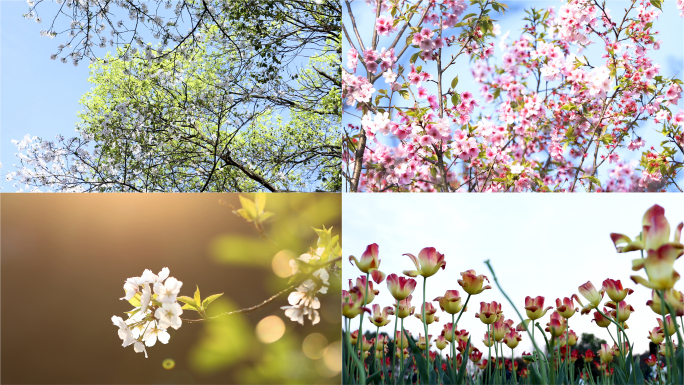 大自然春天大地春色满园花香四溢