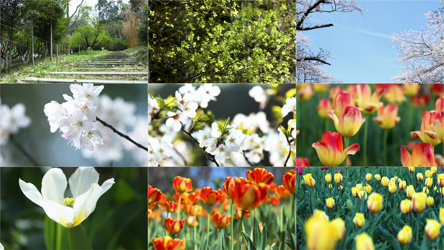 大自然春天大地春色满园花香四溢